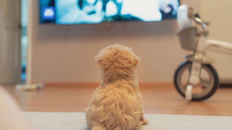 ファーボ ミニ360°とドッグカメラ360°ビューをやさしく比較|違い・選び方・おすすめポイントまとめ